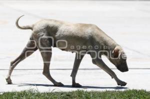 PERROS CALLEJEROS