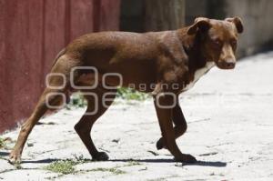 PERROS CALLEJEROS