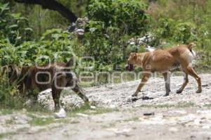 PERROS CALLEJEROS