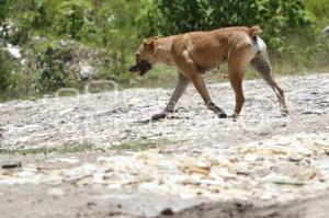 PERROS CALLEJEROS