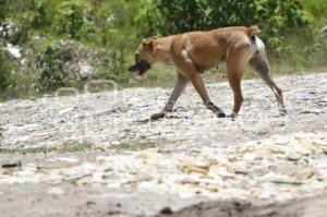 PERROS CALLEJEROS