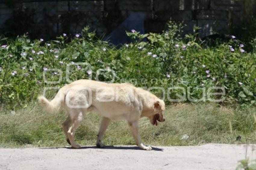 PERROS CALLEJEROS