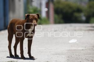 PERROS CALLEJEROS