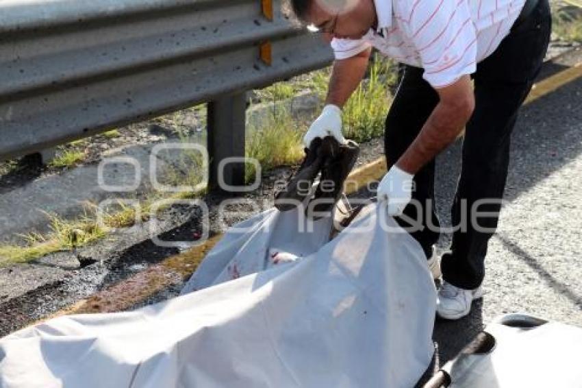 ATROPELLADO AUTOPISTA PUEBLA-ORIZABA