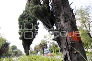 CICLOVÍA HERMANOS SERDÁN . ÁRBOLES