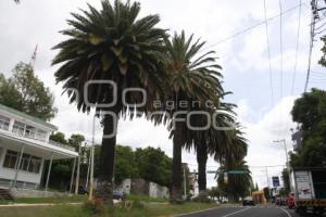 CIUDAD DE PUEBLA . ÁREAS VERDES