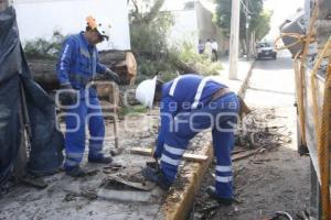 CAÍDA DE ÁRBOL EN REFORMA SUR