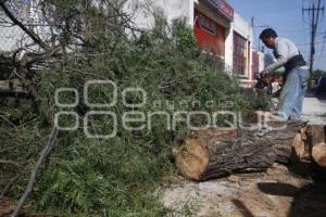 CAÍDA DE ÁRBOL EN REFORMA SUR