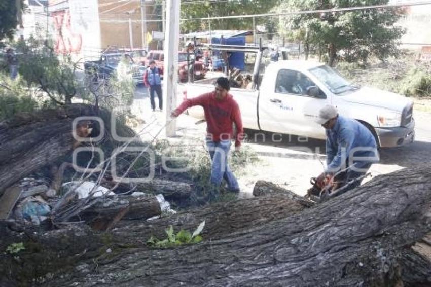 CAÍDA DE ÁRBOL EN REFORMA SUR