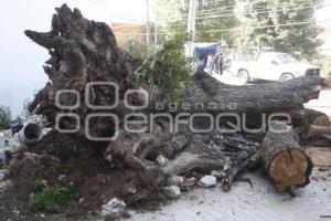 CAÍDA DE ÁRBOL EN REFORMA SUR