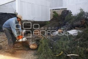 CAÍDA DE ÁRBOL EN REFORMA SUR