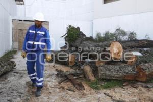 CAÍDA DE ÁRBOL EN REFORMA SUR