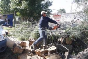 CAÍDA DE ÁRBOL EN REFORMA SUR