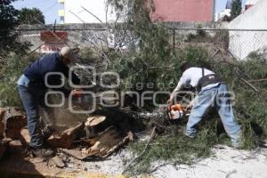 CAÍDA DE ÁRBOL EN REFORMA SUR