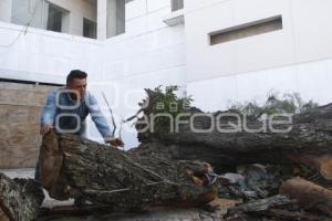 CAÍDA DE ÁRBOL EN REFORMA SUR