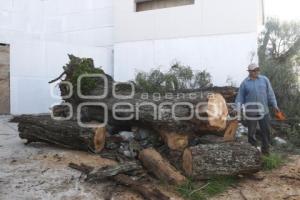 CAÍDA DE ÁRBOL EN REFORMA SUR