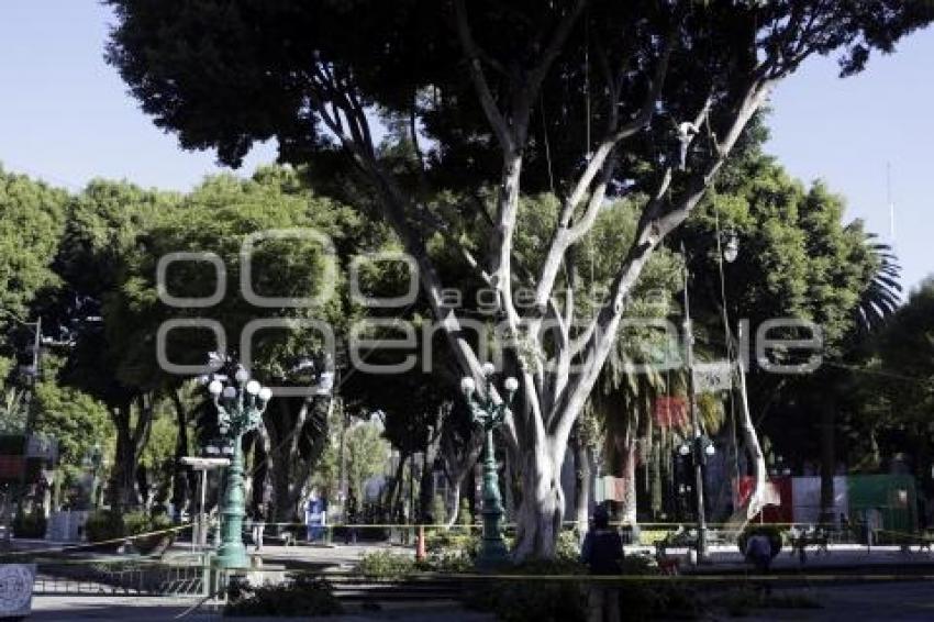 TALA ÁRBOLES . ZÓCALO
