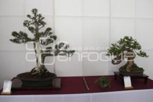 XII CONGRESO INTERNACIONAL DEL BONSAI 