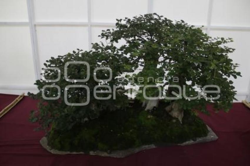 XII CONGRESO INTERNACIONAL DEL BONSAI 