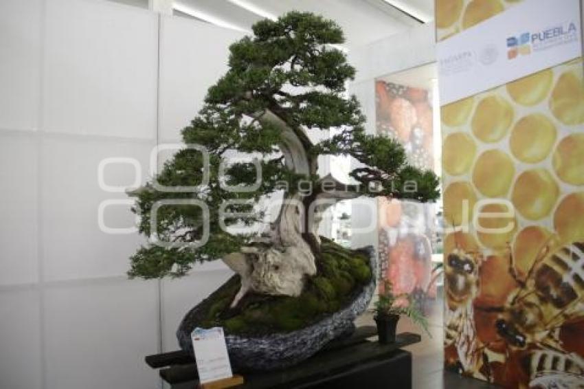 XII CONGRESO INTERNACIONAL DEL BONSAI 