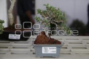 XII CONGRESO INTERNACIONAL DEL BONSAI 