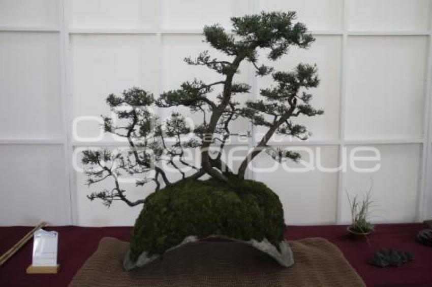 XII CONGRESO INTERNACIONAL DEL BONSAI 