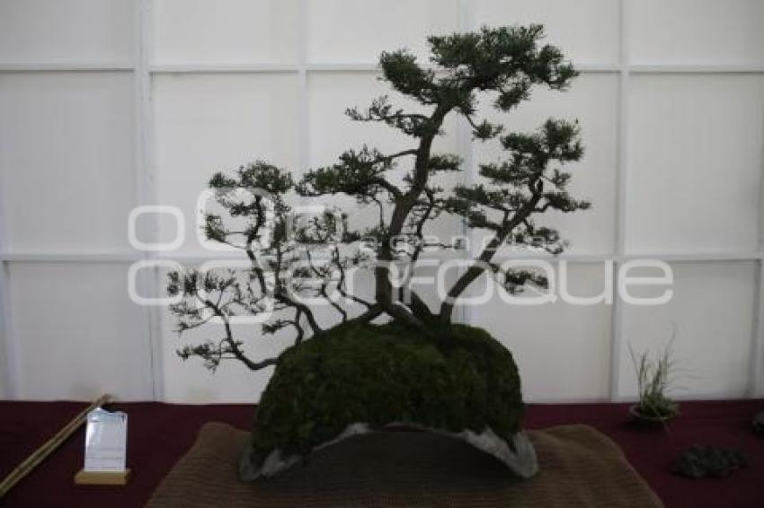 XII CONGRESO INTERNACIONAL DEL BONSAI