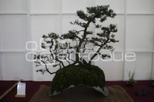 XII CONGRESO INTERNACIONAL DEL BONSAI 