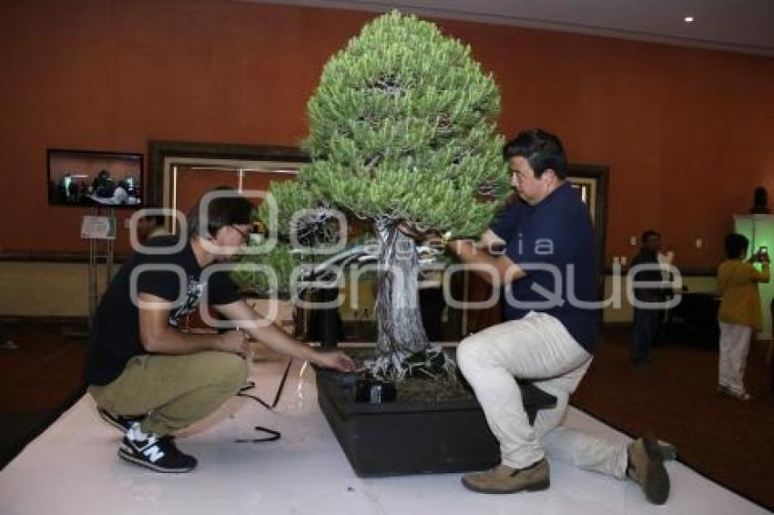 XII CONGRESO INTERNACIONAL DEL BONSAI 