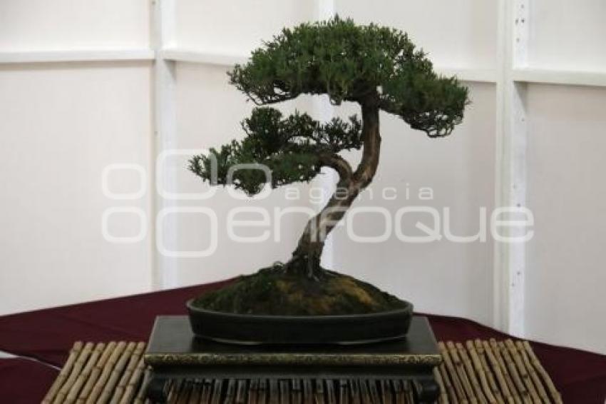 XII CONGRESO INTERNACIONAL DEL BONSAI