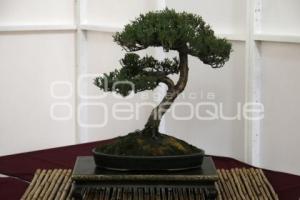 XII CONGRESO INTERNACIONAL DEL BONSAI 