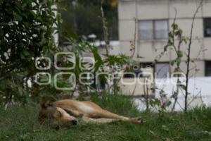 PERROS CALLEJEROS