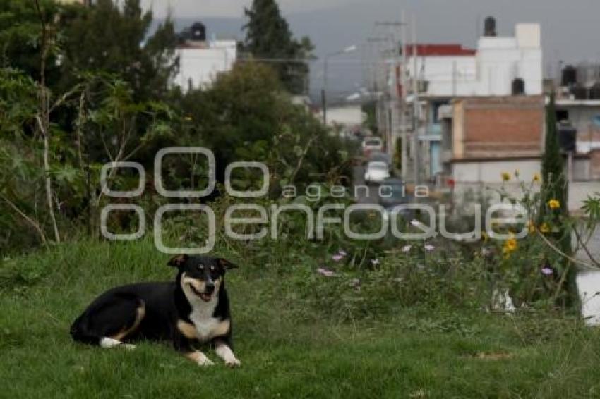 PERROS CALLEJEROS