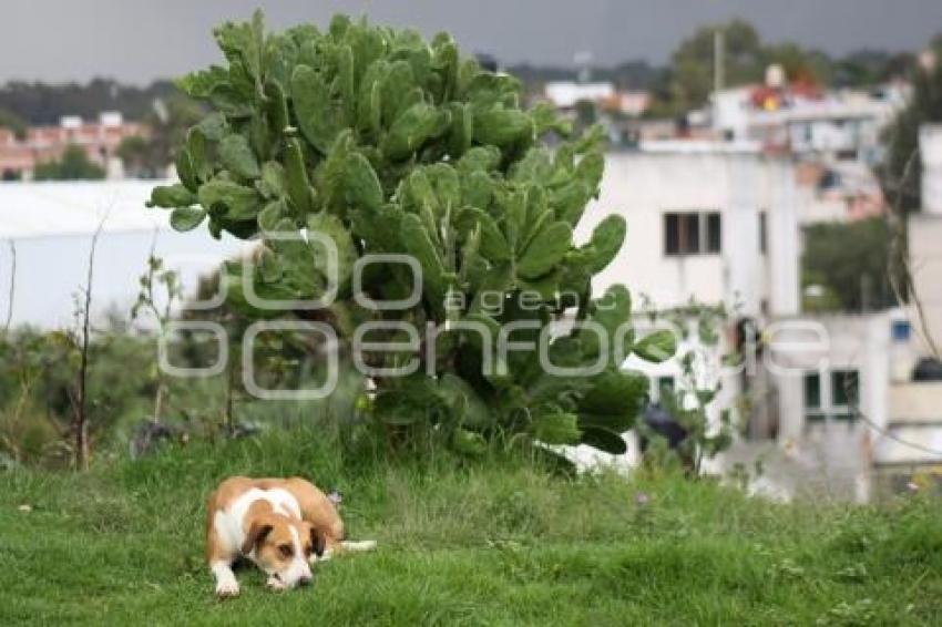 PERROS CALLEJEROS