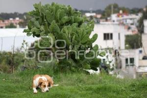 PERROS CALLEJEROS