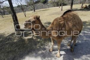 DÍA MUNDIAL DE LOS ANIMALES