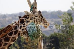 DÍA MUNDIAL DE LOS ANIMALES