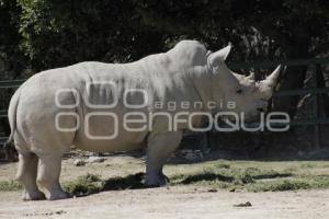 DÍA MUNDIAL DE LOS ANIMALES