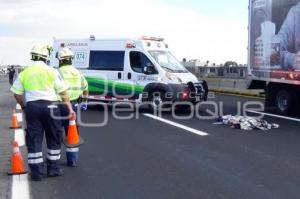 ATROPELLADO AUTOPISTA