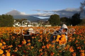 CORTE FLOR DE MUERTO . ATLIXCO