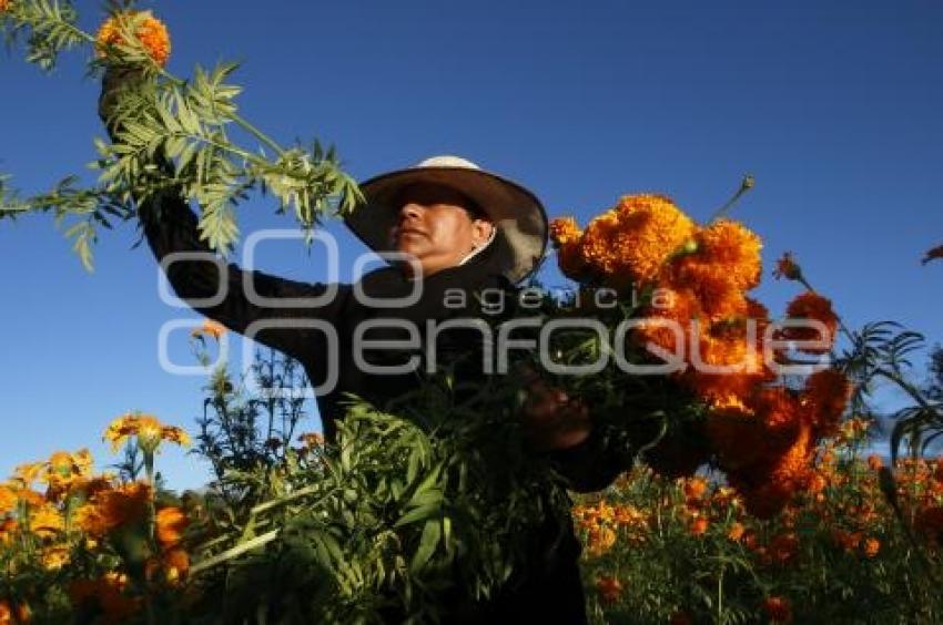 CORTE FLOR DE MUERTO . ATLIXCO