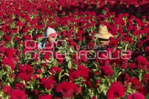 CORTE FLOR DE MUERTO . ATLIXCO