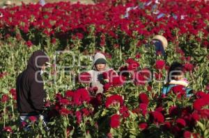 CORTE FLOR DE MUERTO . ATLIXCO