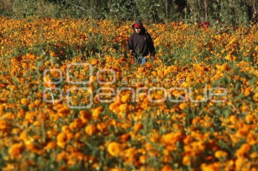 CORTE FLOR DE MUERTO . ATLIXCO