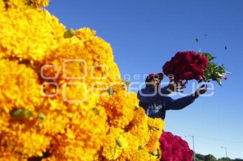 CORTE FLOR DE MUERTO . ATLIXCO