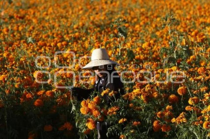 CORTE FLOR DE MUERTO . ATLIXCO