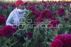 CORTE FLOR DE MUERTO . ATLIXCO