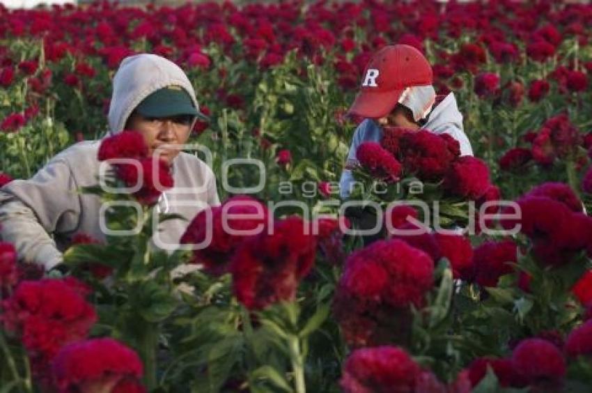 CORTE FLOR DE MUERTO . ATLIXCO