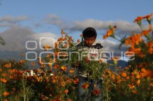 CORTE FLOR DE MUERTO . ATLIXCO