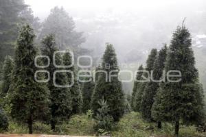 TEZIUTLÁN . ÁRBOLES DE NAVIDAD